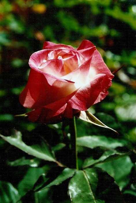 'Harmonia sub Rosa' rose photo