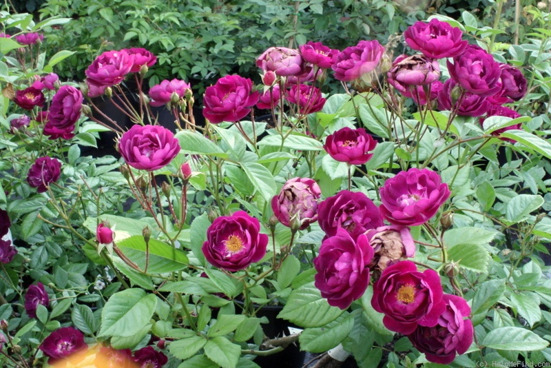 'Rosemary Viaud' rose photo