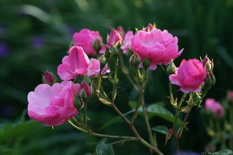 'Angela ® (floribunda, Kordes, 1975/84)' rose photo
