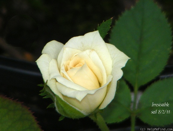 'Irresistible (Miniature, Bennett, 1989)' rose photo