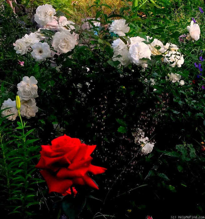 'Prosperity (Hybrid Musk, Pemberton, 1919)' rose photo