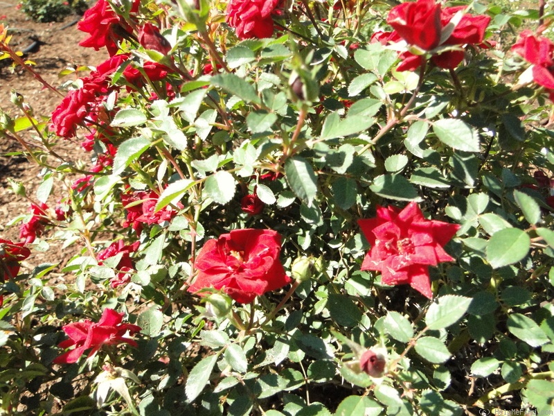 'Galaxy (miniature, Moore 1980)' rose photo
