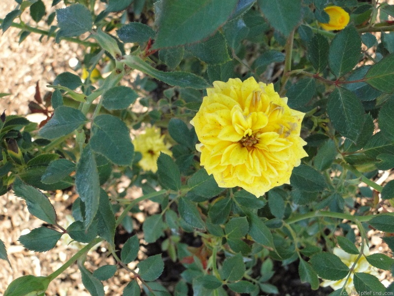 'Golden Horizon ™' rose photo