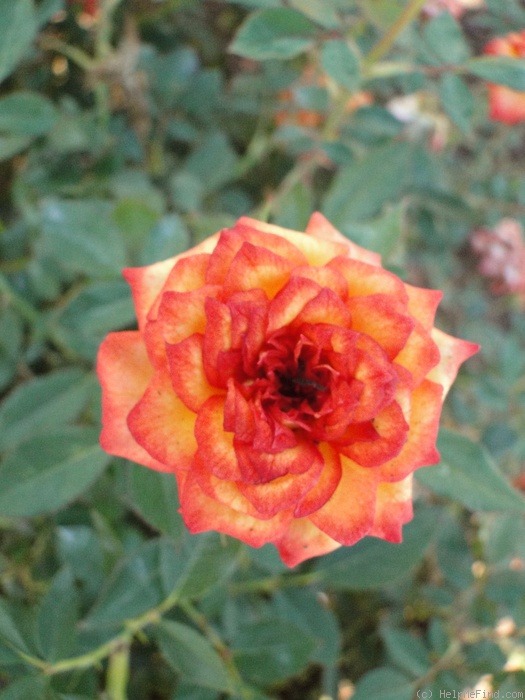 'Ring of Fire ™ (Miniature, Moore, 1986)' rose photo