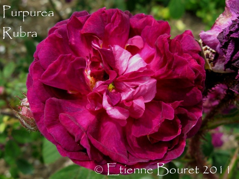 'Purpura Rubra' rose photo