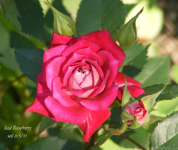 'Iced Raspberry ™' rose photo