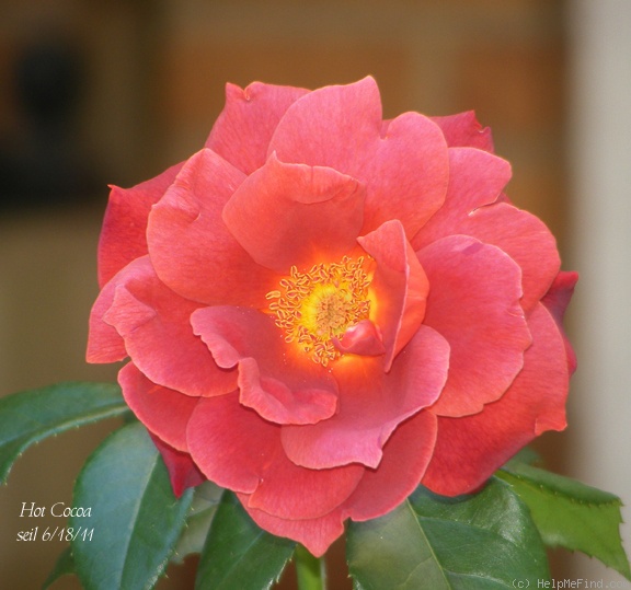 'Hot Cocoa ™ (Floribunda, Carruth, 2002)' rose photo