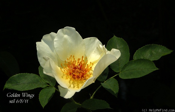 'Golden Wings (Shrub, Shepherd 1954)' rose, click to enlarge 'Golden Wings (Shrub, Shepherd 1954)' rose photo