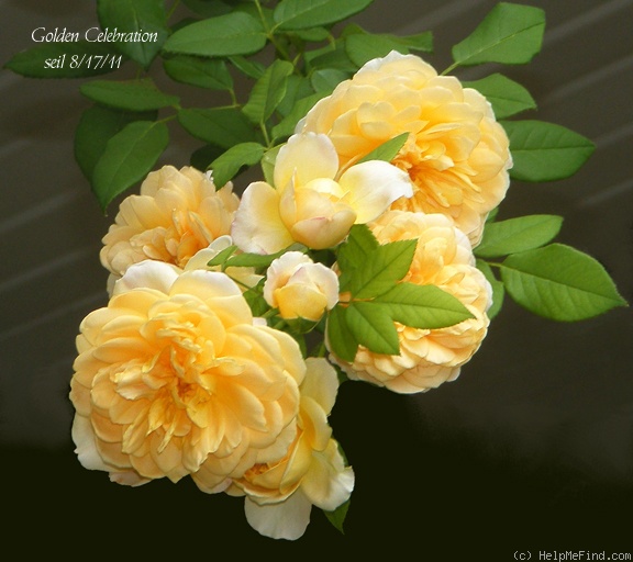 'Golden Celebration ™' rose photo