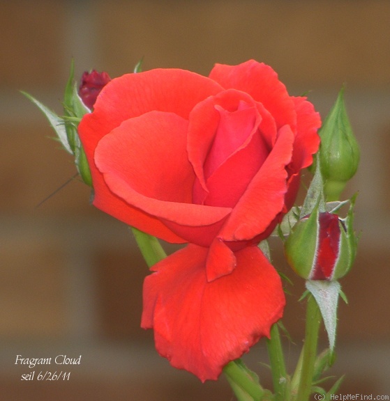 'Fragrant Cloud (hybrid tea, Tantau 1963)' rose photo