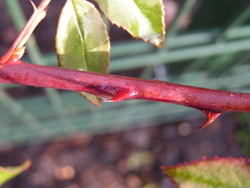 'Crépuscule (Tea Noisette, Dubreuil, 1904)' rose photo