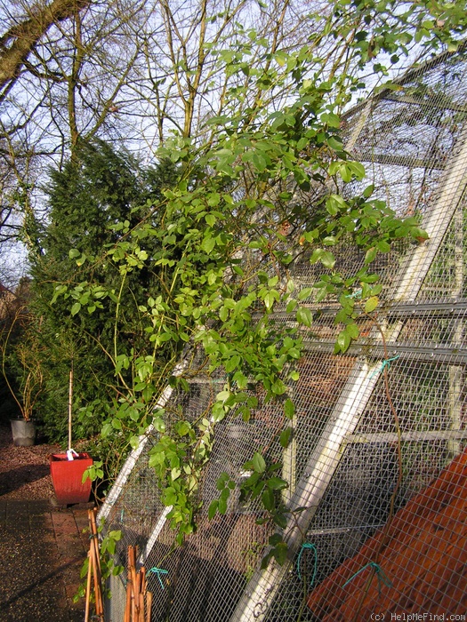 'Madame Alfred Carrière (noisette, Schwartz 1875)' rose, click to enlarge 'Madame Alfred Carrière (noisette, Schwartz 1875)' rose photo