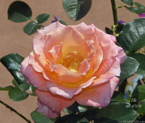 'Elle ® (hybrid tea, Mouchotte/Meilland 1999)' rose photo