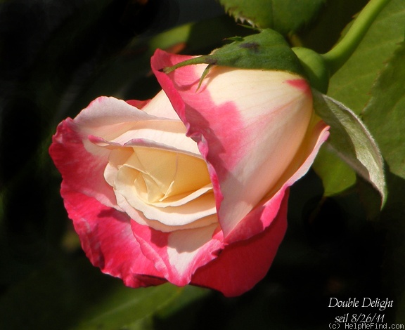 'Double Delight ®' rose photo