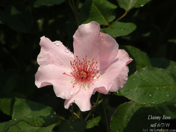 'Dainty Bess' rose photo