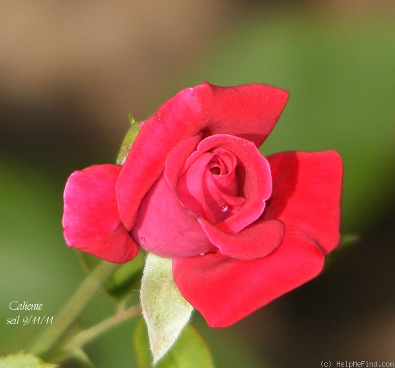 'Caliente ™ (miniature, Benardella, 2004)' rose photo
