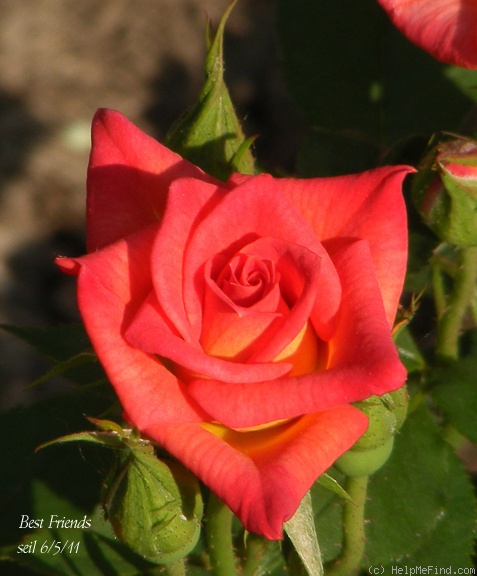 'Best Friends (miniature, Bridges, 2001)' rose photo