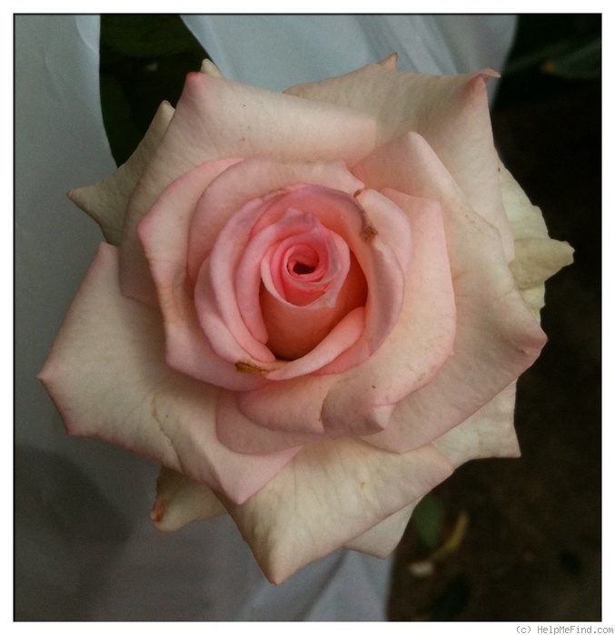 'Cajun Moon' rose photo