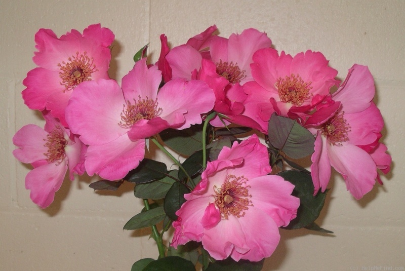 'Pink Angel (hybrid tea, Parkes, 1974)' rose photo
