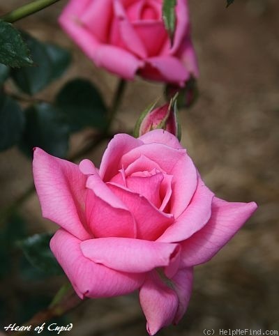 'Heart of Cupid' rose photo