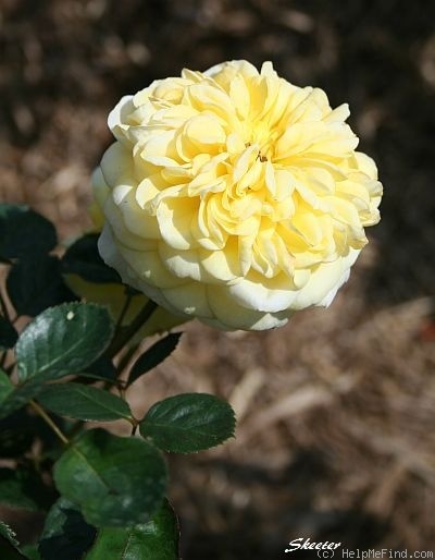 'Skeeter' rose photo