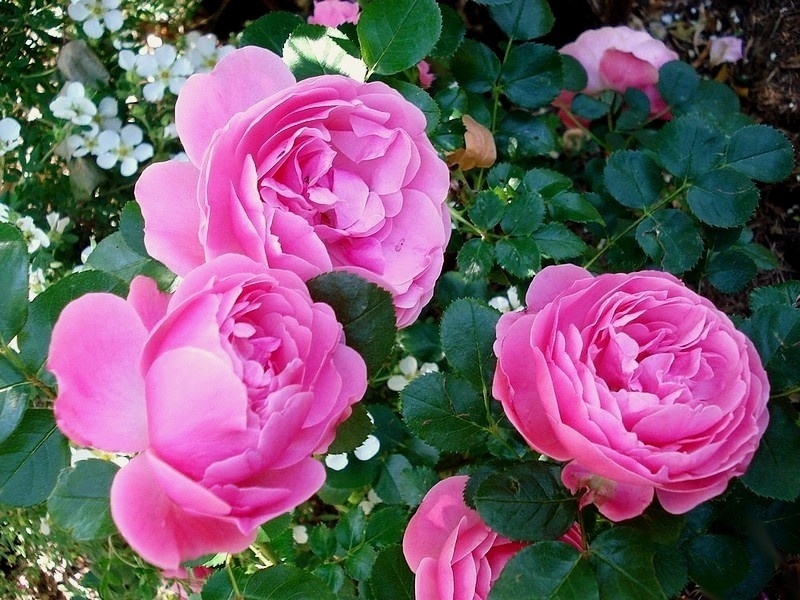 'Leonardo da Vinci ® (Floribunda, Meilland, 1993)' rose photo