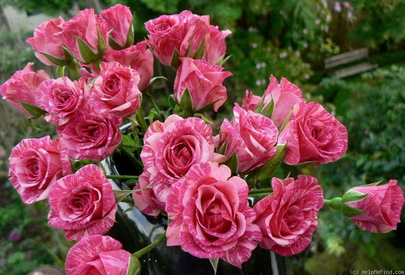 'Pink Flash (Interplant florist rose)' rose photo