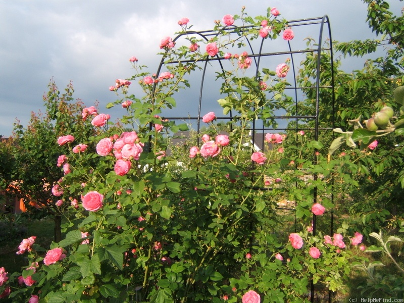 'Louise Odier (Bourbon, Margottin, 1851)' rose photo