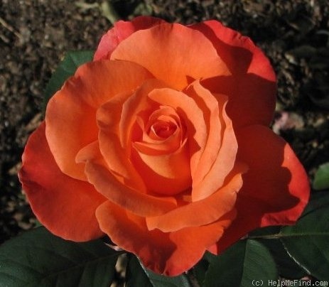 'Hope's Vision' rose photo