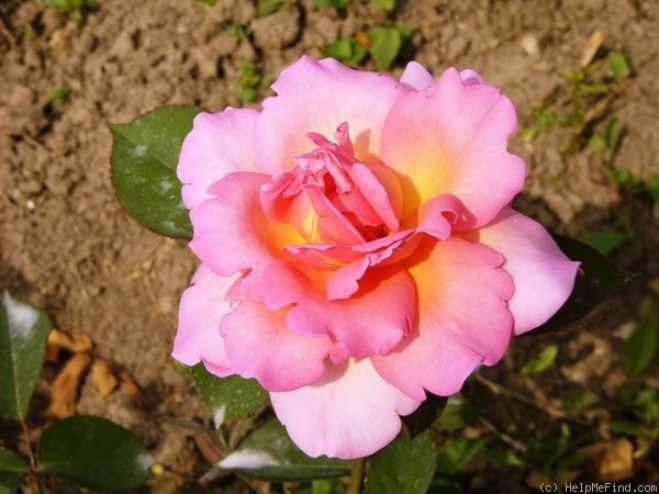 'My Dream' rose photo
