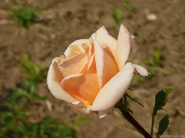 'Mondial Pink' rose photo