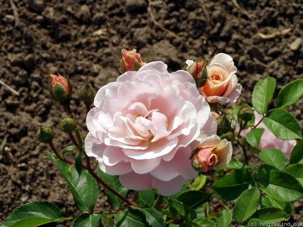 'Mrs. Inge Poulsen' rose photo