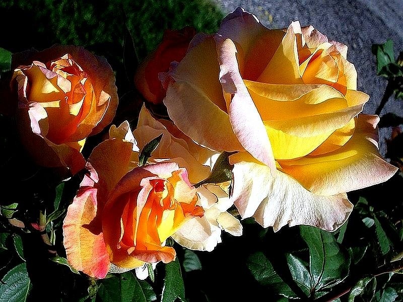 'Gold Medal' rose photo