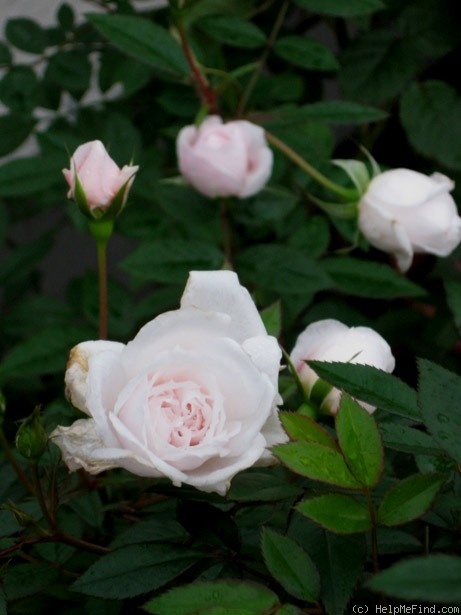'Sazanami' rose photo