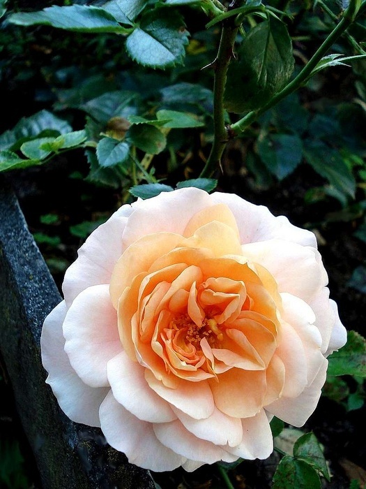 'Cervia®' rose photo