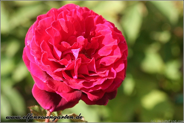 'Velvet Fragrance (Hybrid Tea, Fryer before 1985)' rose photo