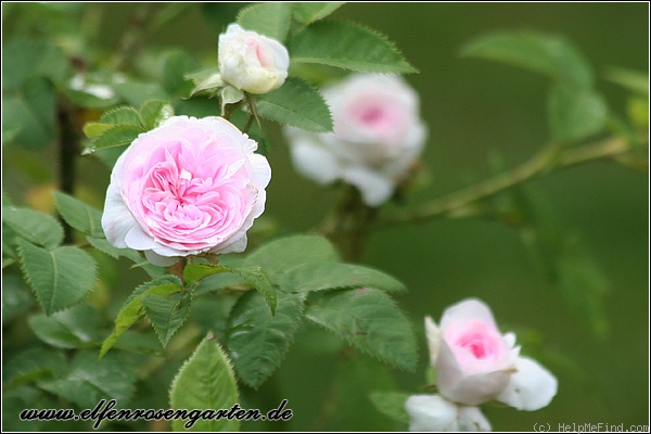 'Chloris (alba, Descemet, pre 1815)' rose photo