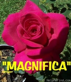 'Brindabella Magnifica' rose photo