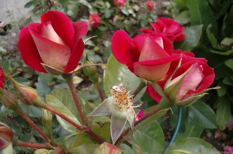 'Heimatmelodie' rose photo