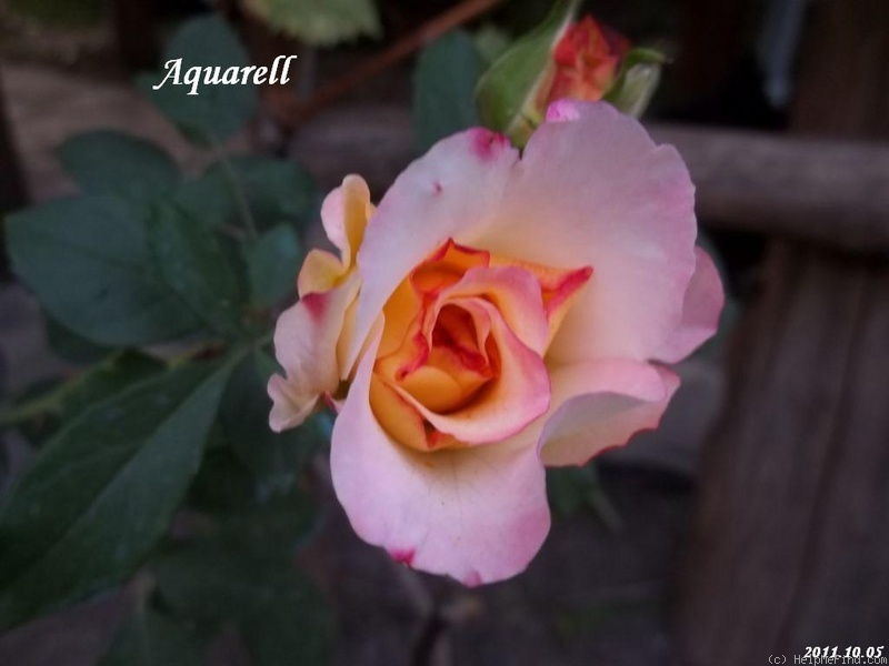 'Aquarell (hybrid tea, Evers/Tantau 1999)' rose photo