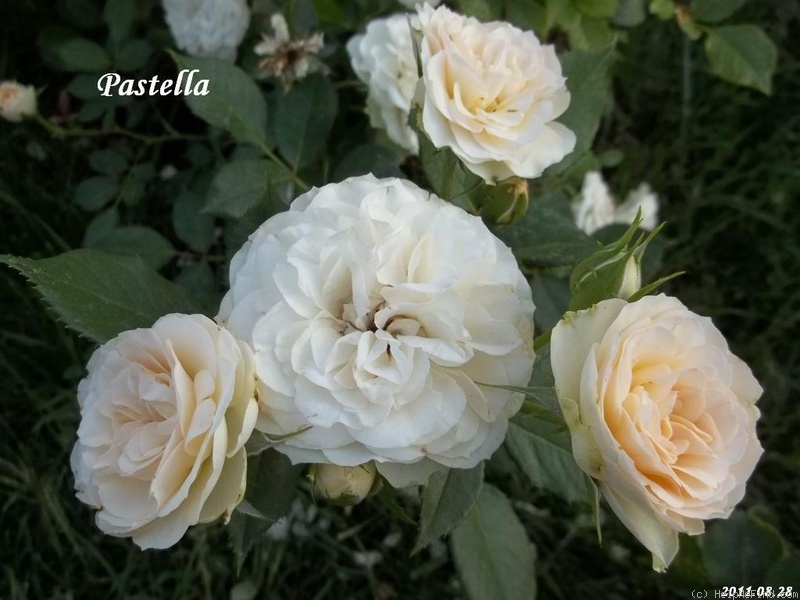 'Pastella ® (floribunda, Evers/Tantau, 1998)' rose photo