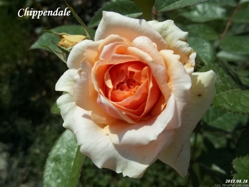 'Chippendale ®' rose photo