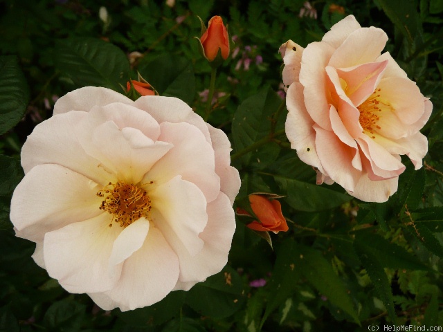 'Scented Whisper ®' rose photo