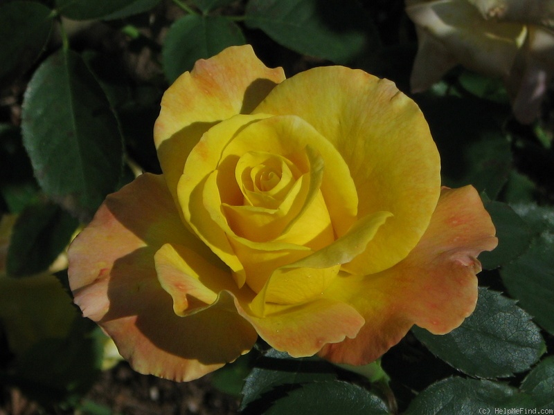 'Wilson Rose Garden' rose photo