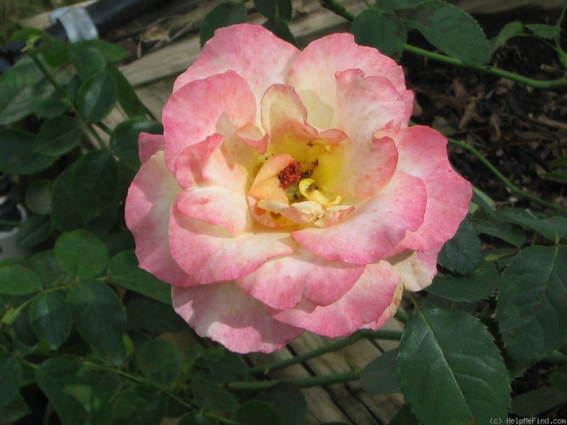 'Wilson Rose Garden' rose photo