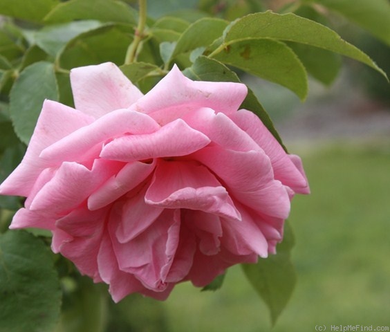 'Lady Woodward' rose, click to enlarge 'Lady Woodward' rose photo