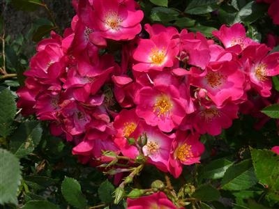 'Grand-Duc Jean ®' rose photo