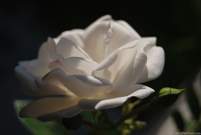 'Brautzauber ®' rose photo
