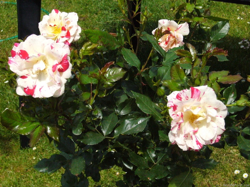 'Philippe Candeloro ®' rose photo