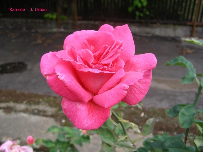 'Kamelie' rose photo